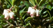branco Flor Bearberry, Kinnikinnick, Manzanita (Arctostaphylos uva-ursi) foto