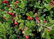 vermelho Flor Bearberry, Kinnikinnick, Manzanita (Arctostaphylos uva-ursi) foto