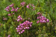 flowering shrubs and trees Mountain Heather Phyllodoce