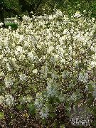 flowering shrubs and trees Witch alder,  Fothergilla Fothergilla
