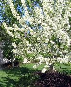flowering shrubs and trees Apple ornamental Malus