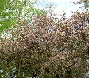 flowering shrubs and trees Apple ornamental Malus