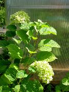 Glat Hortensia, Vilde Hortensia, Sevenbark grøn Blomst