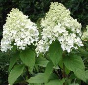 Гортензія Волотисте білий Квітка