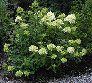 Panicle Hydrangea, ხე Hydrangea მწვანე ყვავილების