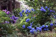 tumši zils Zieds Kopējā Hortenzijas, Bigleaf Hortenzijas, Franču Hortenzijas (Hydrangea hortensis) foto