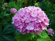 Kopējā Hortenzijas, Bigleaf Hortenzijas, Franču Hortenzijas sārts Zieds