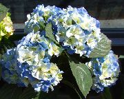 gaiši zils Zieds Kopējā Hortenzijas, Bigleaf Hortenzijas, Franču Hortenzijas (Hydrangea hortensis) foto