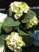glas Bláth Hydrangea Coitianta, Hydrangea Bigleaf, French Hydrangea (Hydrangea hortensis) grianghraf