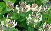 flowering shrubs and trees Honeysuckle Lonicera caprifolium