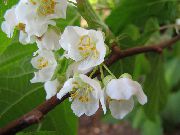 Kolomikta Vīnogulāju, Kivi Vīnogulāju, Arktisks Skaistums Kivi balts Zieds