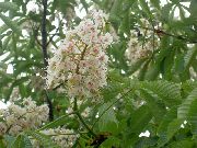flowering shrubs and trees Horse Chestnut, Conker Tree Aesculus hippocastanum 