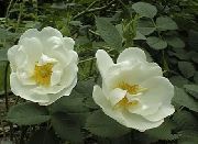 Rosa balts Zieds