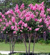 flowering shrubs and trees Crape Myrtle, Crepe Myrtle Lagerstroemia indica