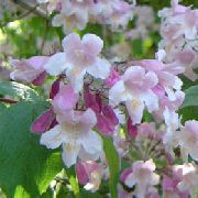 flowering shrubs and trees Beauty berry Callicarpa