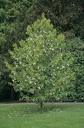 baltas žiedas Dove Medis, Vaiduoklis Medis, Nosinė Medis (Davidia involucrata) nuotrauka