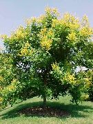 geltonas žiedas Aukso Lietaus Medis, Panicled Goldenraintree (Koelreuteria paniculata) nuotrauka