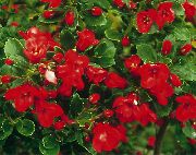 Escallonia sarkans Zieds