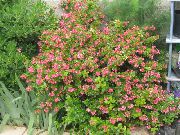 rožinis žiedas Escallonia (Escallonia macrantha) nuotrauka