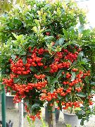 flowering shrubs and trees Scarlet Firethorn Pyracantha coccinea