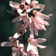 rožinis žiedas Balta Forsythia, Korėjiečių Abelia (Abeliophyllum distichum) nuotrauka