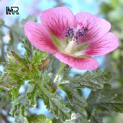flowering shrubs and trees Cape Mallow Anisodontea capensis