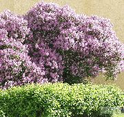 flowering shrubs and trees Hungarian Lilac Syringa josikaea