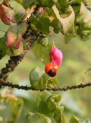 pembe çiçek Iğ Ağacı (Euonymus) fotoğraf