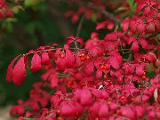 balts Zieds Spindle Tree (Euonymus) foto