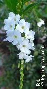 білий Квітка Дуранте (Duranta erecta, Duranta plumieri) фото