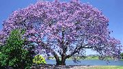 flowering shrubs and trees Empress Tree, Princess Tree Paulownia tomentosa