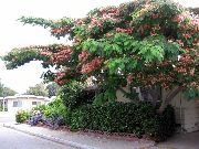 flowering shrubs and trees Silk Tree, Mimosa Tree, Persian Silk Tree Albizia julibrissin, Mimosa julibrissin