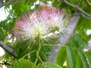 flowering shrubs and trees Silk Tree, Mimosa Tree, Persian Silk Tree Albizia julibrissin, Mimosa julibrissin