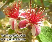 vermelho Flor  (Feijoa sellowiana, Acca sellowiana) foto