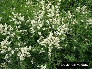 бял Цвете Лугуструм (Ligustrum-vulgare) снимка