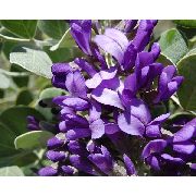  紫 花