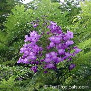 lilac Blóm  (Jacaranda mimosifolia) mynd