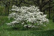 flowering shrubs and trees Flowering Dogwood, Eastern Dogwood Cornus florida