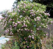 flowering shrubs and trees Desert Willow, Desert Catalpa, Flowering Willow, Orchid of the Desert Chilopsis linearis