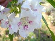 branco Flor  (X Chitalpa tashkentensis) foto