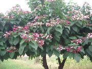 flowering shrubs and trees Japanese Clerodendrum, Peanut Butter Shrub, Harlequin Glory Clerodendrum trichotomum
