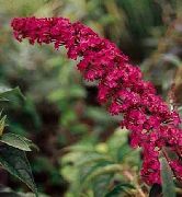 Θάμνος Πεταλούδα, Το Καλοκαίρι Πασχαλιά κόκκινος λουλούδι