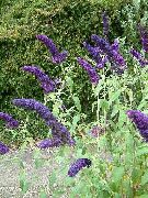 პეპელა ბუში, ზაფხულში იასამნისფერი მუქი ლურჯი ყვავილების