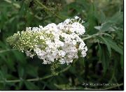 weiß Blume Schmetterlingsstrauch, Sommerflieder (Buddleia) foto