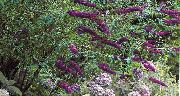 roxo Flor Arbusto De Borboleta, Lilás Verão (Buddleia) foto