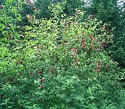 κόκκινος λουλούδι Σαμπούκο, Κόκκινο-Εγκύων Γέροντας (Sambucus) φωτογραφία