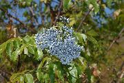 albastru deschis Floare Soc Comun, Mare Rosu-Icre (Sambucus) fotografie