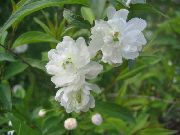 blanco Flor Grandulosa Cerasus (Cerasus grandulosa) foto