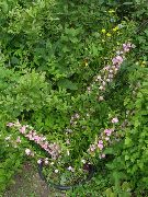 Cerasus Grandulosa розов Цвете