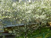 ақ Гүл Қышқыл Шие (Cerasus vulgaris, Prunus cerasus) фото